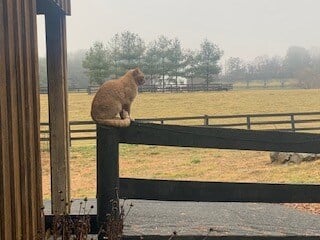 Gingercatonfence