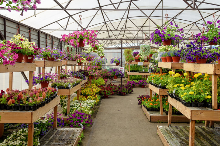 GreenhouseWithColorfulFlowers