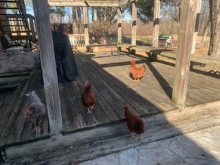 HensOnPatio